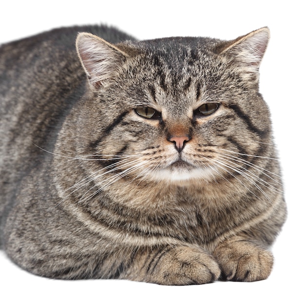 Le chat rayé gris se trouve sur un fond blanc. Isolé.