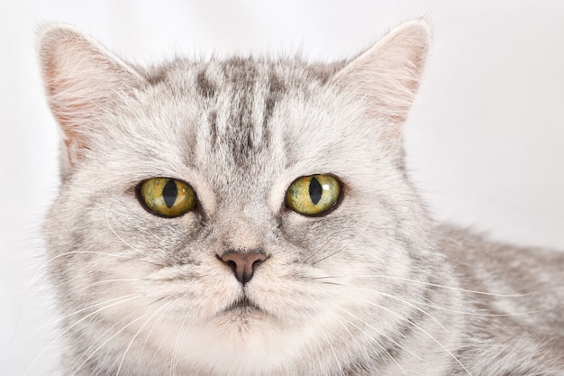 Un chat rayé gris se trouve sur un fond blanc.