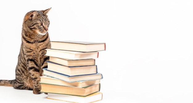 Chat rayé avec des livres sur fond clair