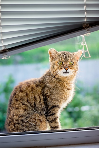 Chat rayé marron est assis sur le rebord de la fenêtre et veut entrer dans la pièce. Fenêtre avec jalousie. Publicité une jalousie_