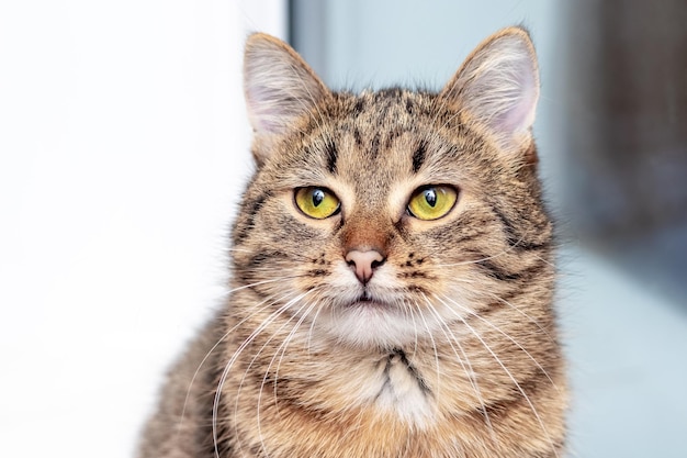 Chat rayé mignon assis près de la fenêtre et levant les yeux