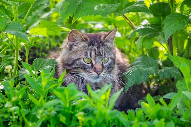 Le chat rayé moelleux se trouve dans des fourrés d'herbe_