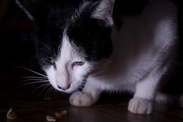 Chat rayé noir et blanc mangeant sur le sol avec des yeux pointus, portrait de mise au point sélective. sous-exposition