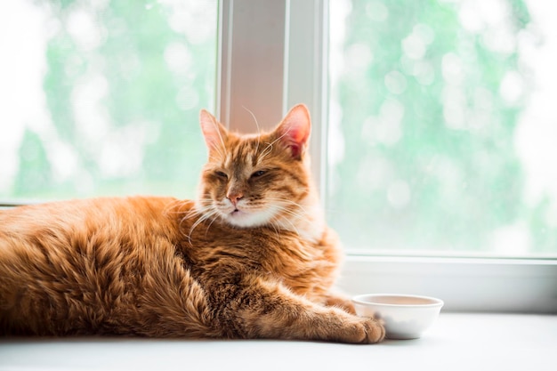 Un chat à rayures de gingembre rouge mange dans un bol sur le seuil de la fenêtre Un chaton mignon dans la cuisine avec un bol blanc