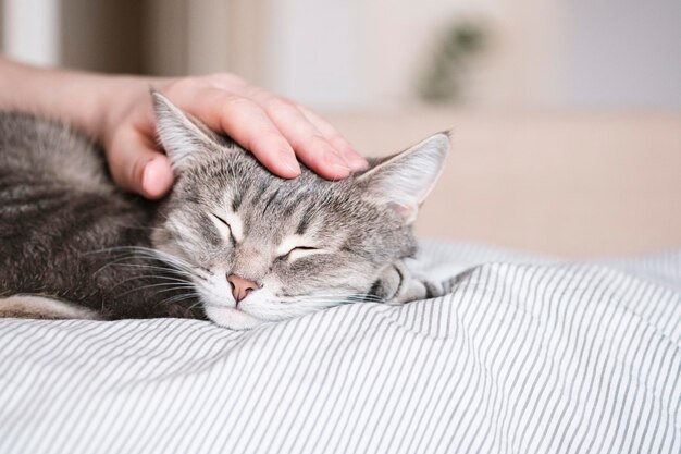 Le chat à rayures grises est allongé dans le lit sur le lit avec la main de la femme sur un fond gris