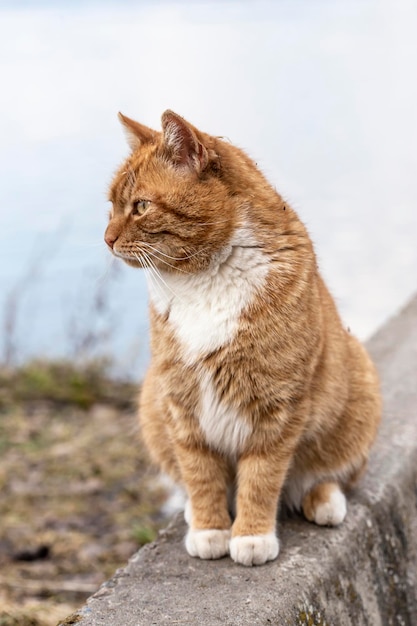 Chat à rayures rouges avec des taches blanches assis sur le trottoir