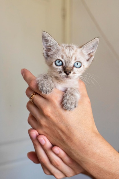 Chat. Un refuge pour chats errants. Aide aux animaux sans abri.