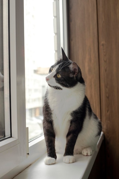 Chat. Un refuge pour chats errants. Aide aux animaux sans abri.