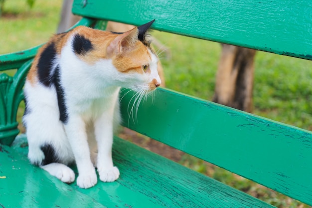 Chat regarda à travers la chaise