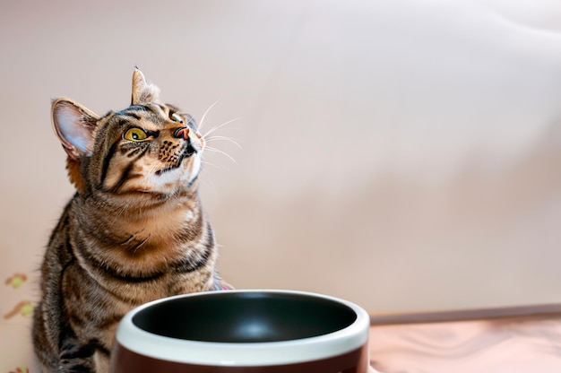 Un chat regardant à côté d’un bol de nourriture vide