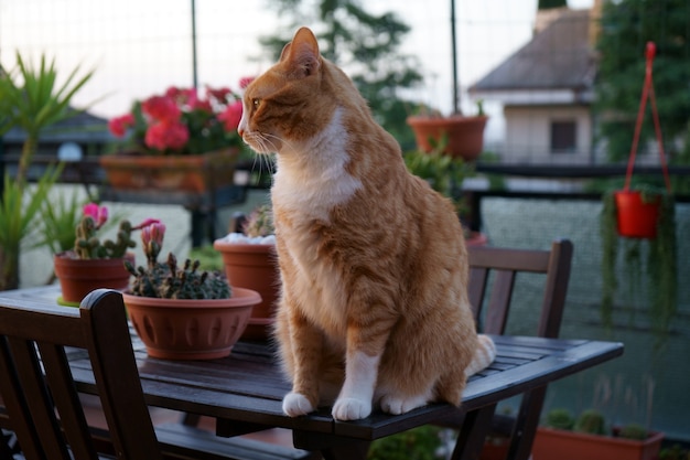 Chat regardant le coucher de soleil depuis la terrasse