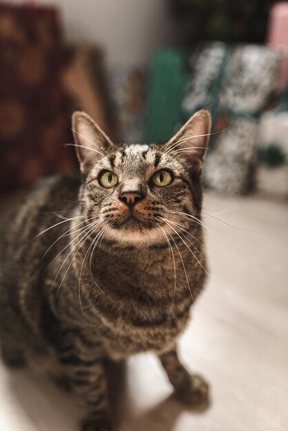 Chat regardant devant une pile de cadeaux de Noël