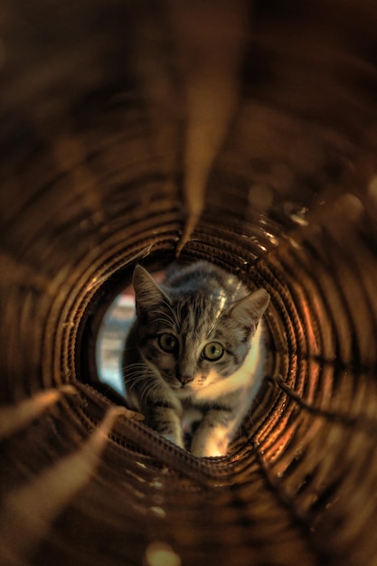 Chat regardant hors du tunnel pour chats