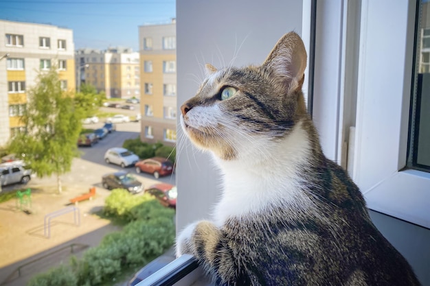 Chat regardant par la fenêtre vers la cour