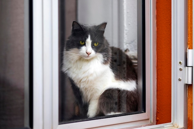 Chat regardant par la fenêtre