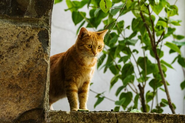 Un chat regardant par la fenêtre