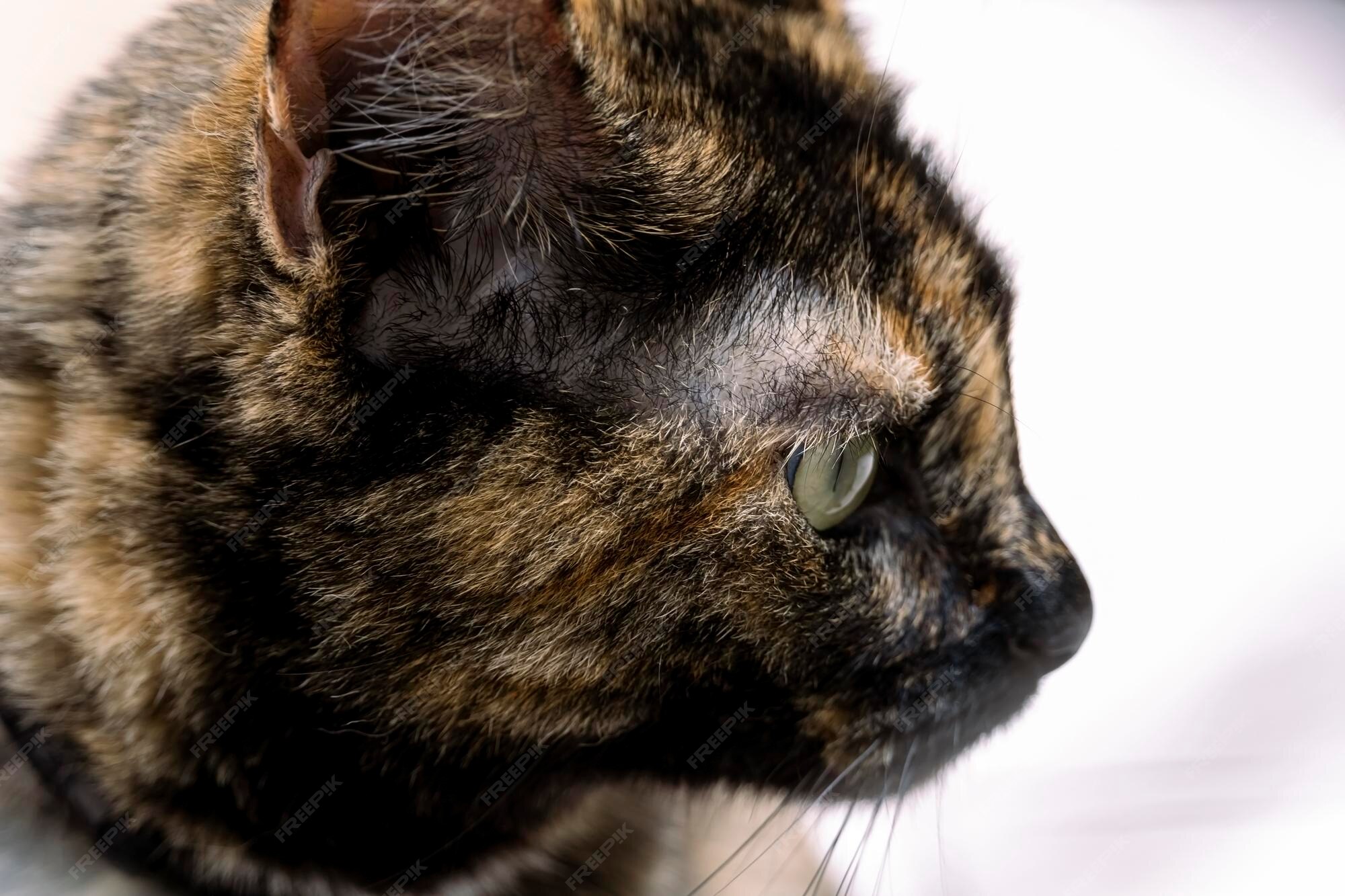 Images Chatons Poil Court Vecteurs Photos Et Psd Gratuits