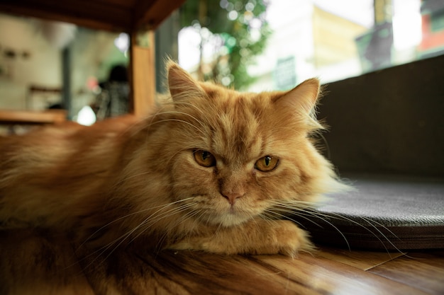 Chat regardé avec attention