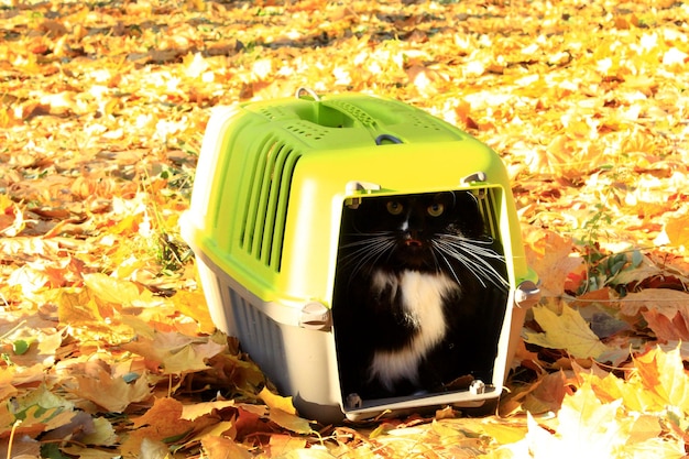 Le chat regarde de la cage dans le parc d'automne.