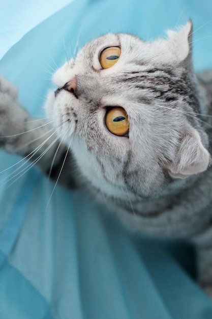 Photo le chat regarde de côté