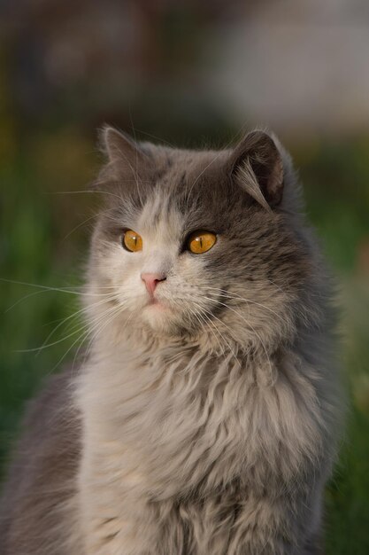 Le chat regarde avec de curieux yeux jaunes et grands à l'extérieur au coucher du soleil