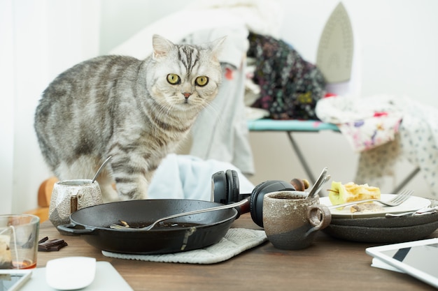 Le Chat Regarde Avec Horreur Et Peur Sur Fond De Désordre, Vaisselle Sale, Piles De Vêtements