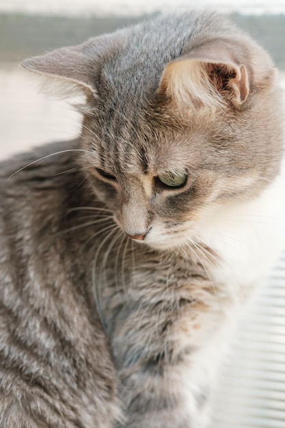 Le chat regarde avec intérêt sur un arrière-plan flou