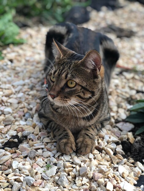 Photo le chat regarde loin sur le rocher