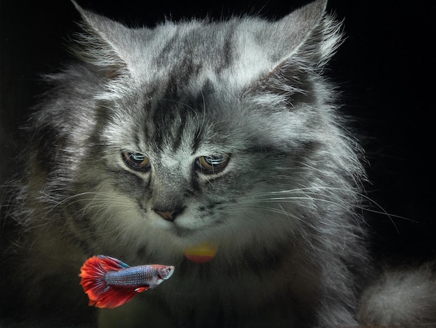 Le chat regarde les poissons derrière l'aquarium sur fond noir.