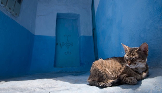 Chat relaxant à Chefchaouen