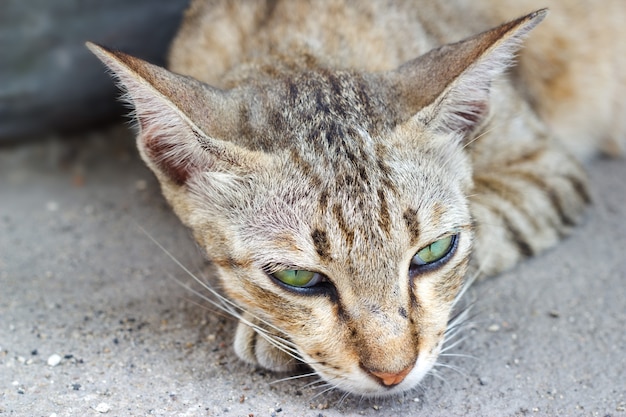 chat relaxant sur fond de sable