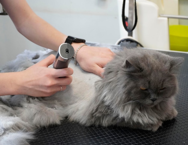 Le chat rend visite au toiletteur. Le toiletteur coupe le chat.