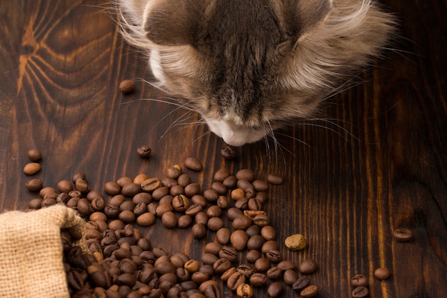 chat renifle des grains de café