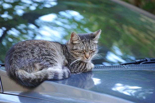 Chat reposant sur le capot de la voiture