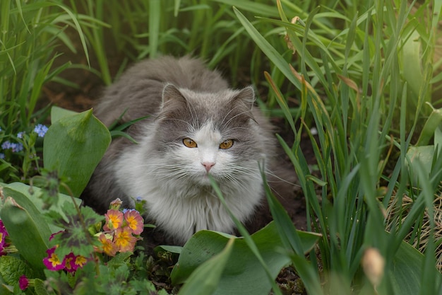 Chat rêveur curieux couché dans le jardin Chat couché dans les fleurs Chat de beauté dans la nature et la lumière du soleil Chat joyeux dans le paysage d'été