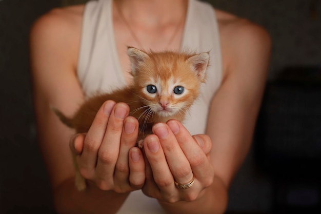 Chat ronronnant mignon est allongé et se repose sur les bras des filles