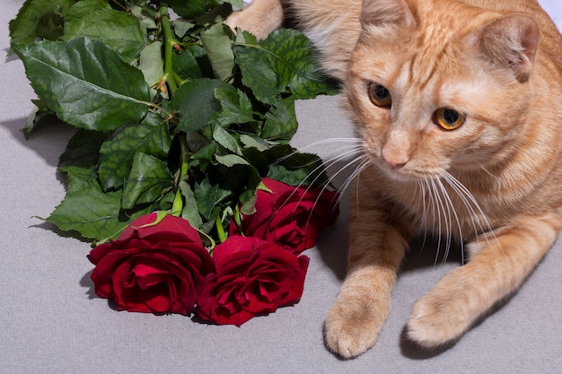 Chat rouge de 6 semaines avec couché près de fleurs roses