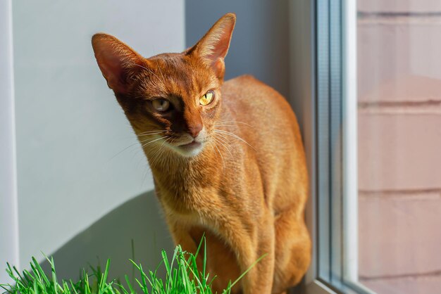 Chat rouge abyssin assis sur la fenêtre