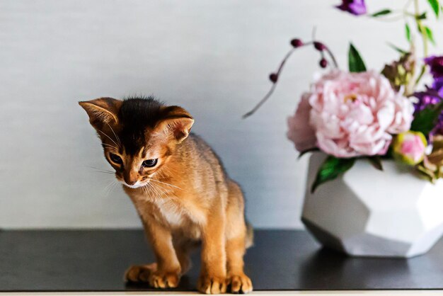 Le chat rouge d'Abyssin avec un vase