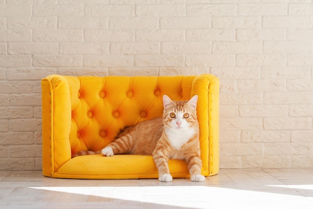 Photo le chat rouge assis sur le canapé jaune et nous regardant le chaton mignon et curieux sur le canapé doux animal de compagnie à la maison