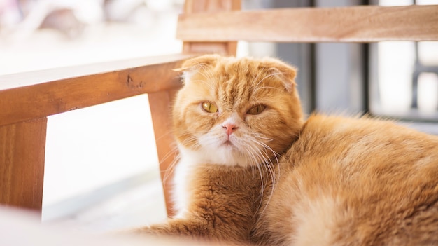 Chat rouge assis sur une chaise en bois.