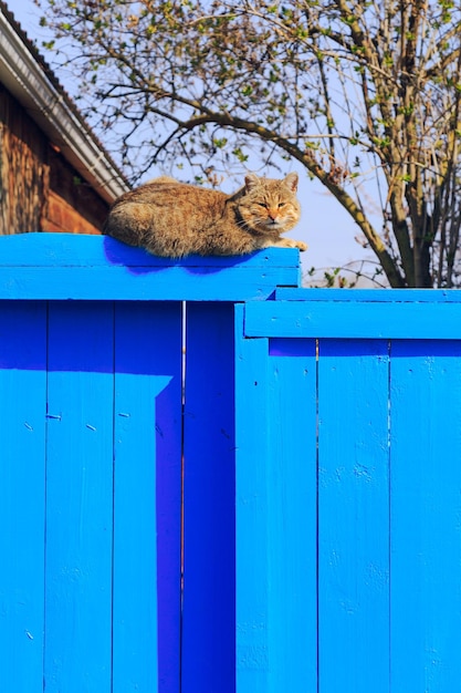 Chat rouge assis sur la clôture bleue