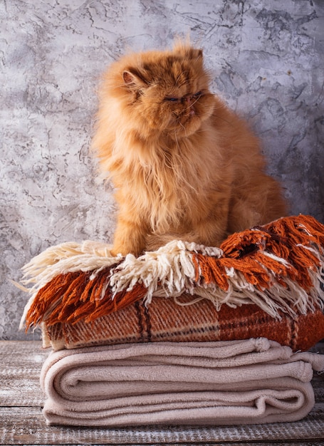 Chat rouge assis sur une pile de couvertures