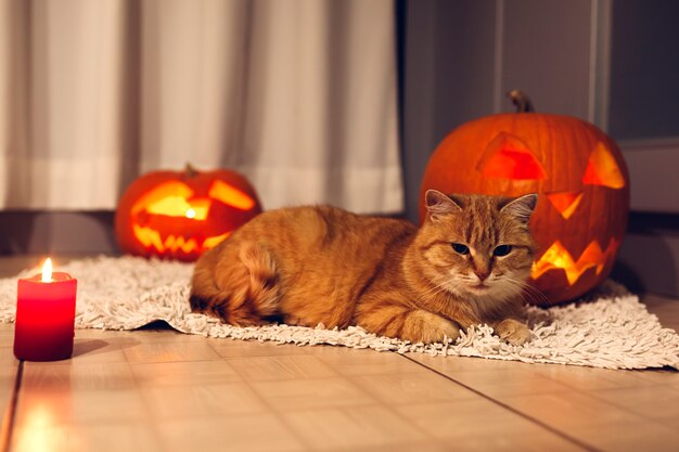 Chat rouge assis près de citrouilles sculptées