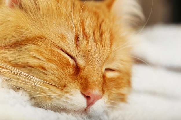 Chat rouge au repos à l'intérieur