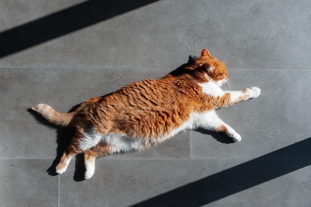 Chat rouge blanc allongé sur le sol stratifié Portrait vue de dessus en gros plan