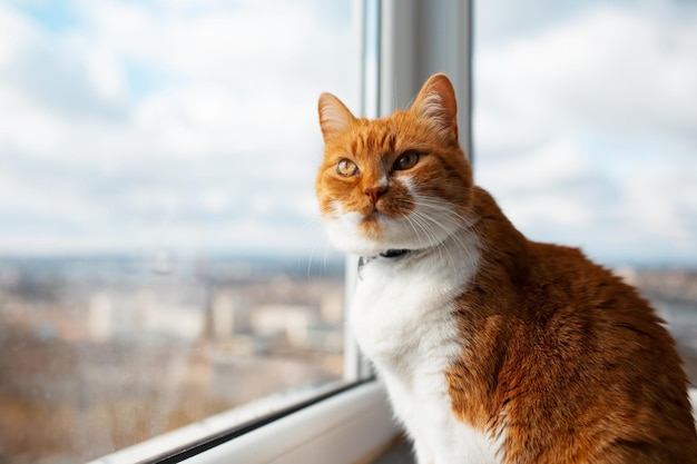 Chat rouge blanc assis près de la fenêtre panoramique Espace de copie