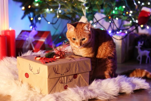Chat rouge avec cadeau de Noël