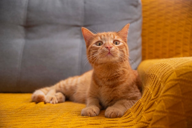 Chat rouge calme sur canapé jaune et gris à la maison