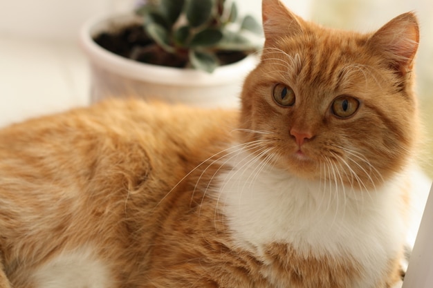 Un chat rouge avec un coffre blanc se trouve devant le pot de fleurs